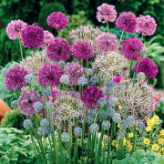 Eye-catching spheres of lilacs, blues, purples and white alliums