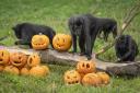 A troop of Sulawesi crested macaques investigating their very own pumpkin patch at Whipsnade Zoo