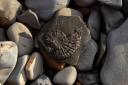 Barton-on-Sea was ranked as a great spot for fossil hunting in the South West and the UK as a whole