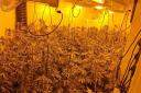 Police carried out a warrant in Norfolk Street, Wimblington, where they found 501 cannabis plants worth up to £420,840