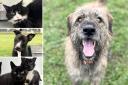 Can you help any of these Essex RSPCA pets find a home?