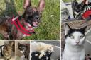 Could you give any of these Dorset RSPCA pets a home?