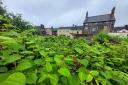 Environet’s data reveals that Tower Hamlets recorded 300 sightings of Japanese knotweed so far this year