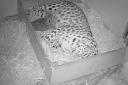 CCTV - imagery of amur leopard mum, Esra, and the two new cubs