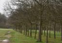 Historic restrictions on cycling in Wanstead Park have been relaxed.