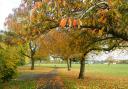 Autumn colours in Loxford Park. Some leaves have hit the floor and making a carpet of colour, whilst others are still hanging on giving a mixture of oranges, browns, reds and green