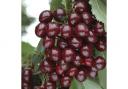 Cherry Bush 'Porthos' will appeal to beginners and experienced gardeners