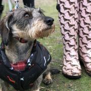 The PDSA is asking people to sign up for the World Big Dog Walk Challenge. Picture: Lauren De Boise