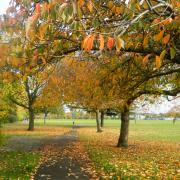 Autumn colours in Loxford Park. Some leaves have hit the floor and making a carpet of colour, whilst others are still hanging on giving a mixture of oranges, browns, reds and green