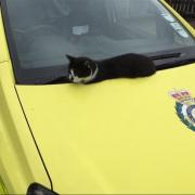 Defib the cat will now be allowed to stay at Walthamstow Ambulance Station