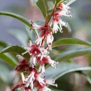 Sarcococca hookeriana 'Winter Gem'